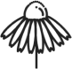 Echinacea image